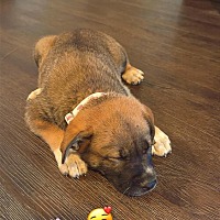 adopt a pet