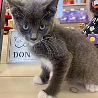 adopt a pet
