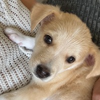 adopt-pet