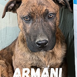 Thumbnail photo of Armani adopted #3