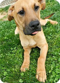 great dane and hound mix