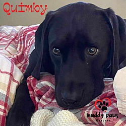 Photo of Quimby (Courtesy Post)