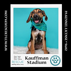 Thumbnail photo of Kauffman Stadium (Ballpark Pups) 050424 #2