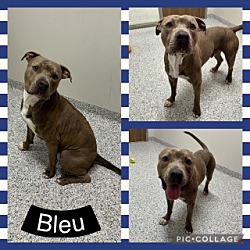 Photo of Bleu