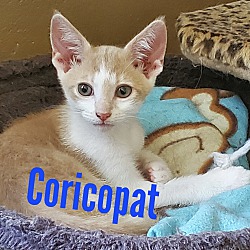 Thumbnail photo of Coricopat #1