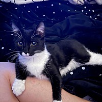 adopt a pet