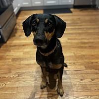 adopt a pet