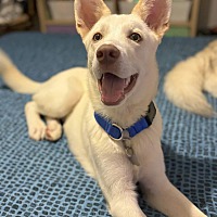 adopt a pet