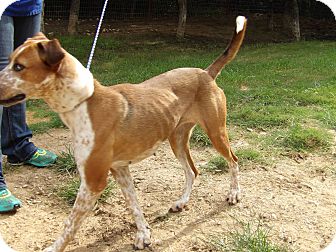 catahoula redbone mix