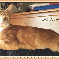 Thumbnail photo of O.C. (orange cat!) #4