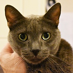 Thumbnail photo of Bertie (Loves laps & dogs!) #1