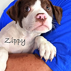 Photo of Zippy