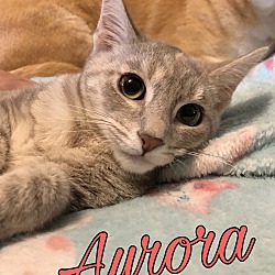 Thumbnail photo of Aurora #1