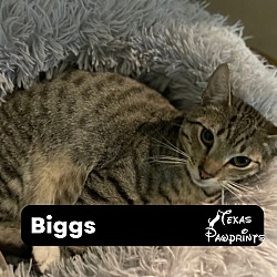 Photo of Biggs
