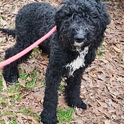 Photo of Male and Female Poodle
