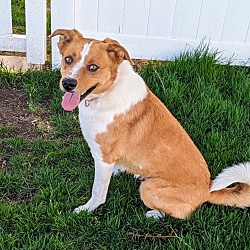 Photo of Copper (Lassie)