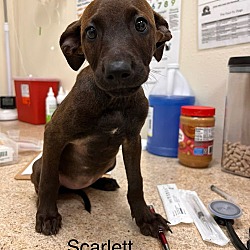 Thumbnail photo of Scarlett #2