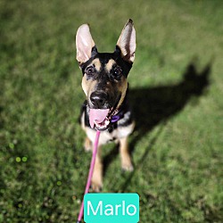 Thumbnail photo of MARLO #1