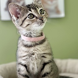 Thumbnail photo of Tabitha - teeny tiny sweetness #3