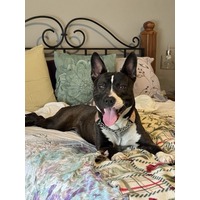 adopt-pet