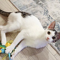 adopt a pet