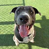 adopt a pet