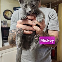 adopt a pet