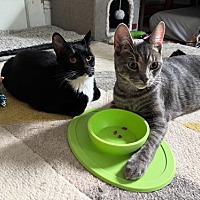 adopt a pet