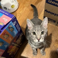 adopt a pet