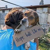 adopt a pet