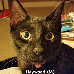 Thumbnail photo of Haywood #4