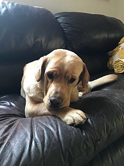 petsmart raised dog bed