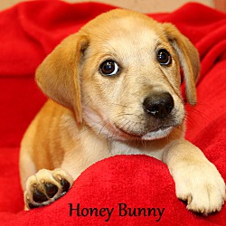 Thumbnail photo of Honey Bunny~adopted! #1