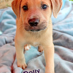Thumbnail photo of Rolly Polly~adopted! #4