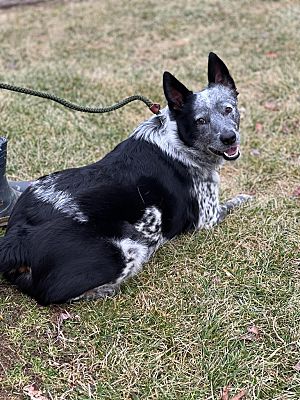 Sparta, NJ - Blue Heeler/Australian Cattle Dog. Meet Zip a Pet for ...