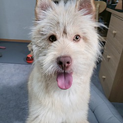 can norwich terrier be white