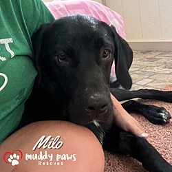 Thumbnail photo of Milo #4