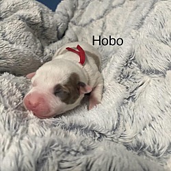 Thumbnail photo of Hobo #3