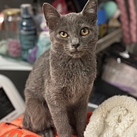 adopt a pet