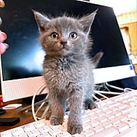 adopt a pet