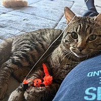 adopt a pet