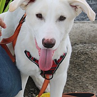 adopt a pet