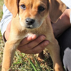 Thumbnail photo of Fergus~adopted! #3