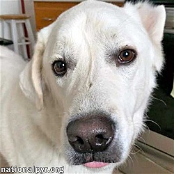 Photo of Ghost in NY - Super Smart, Thrives on Affection!