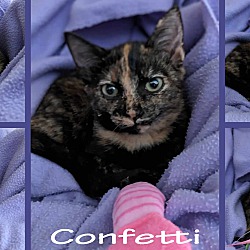 Thumbnail photo of Confetti #2