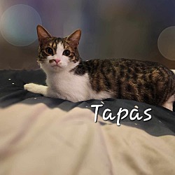 Thumbnail photo of Tapas #2