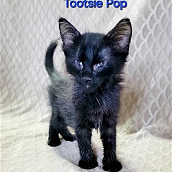 Photo of Tootsie Pop