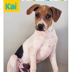 Photo of Kai (Cocoa Adoption Center)