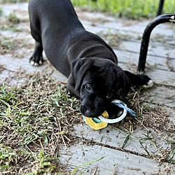 Thumbnail photo of Lab Mix Pups! -Rockstar Litter #4