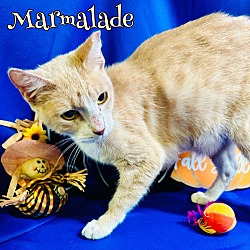 Thumbnail photo of Marmalade #4